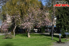 cvett-18-copy