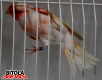 ptici 1