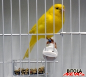 ptici 5